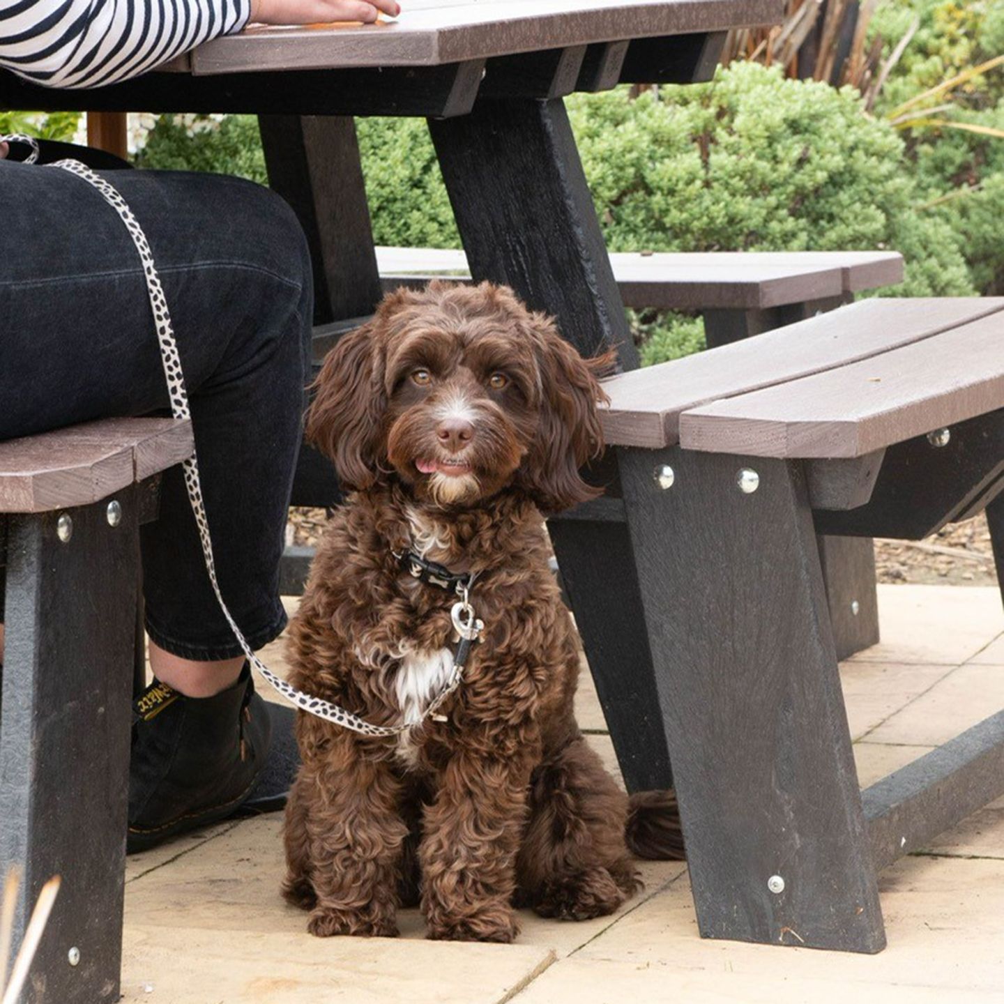 Your local dog friendly pub in High Wycombe